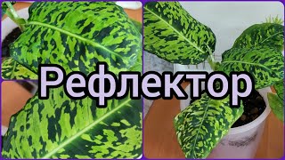 #Диффенбахия Рефлектор🌱О совместных посадках🌸Наблюдения, выводы, исправление🌱 #цветы #растения