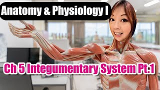 Ch 5 Integumentary System Part 1