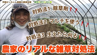 農家のリアルな雑草対処法【農家の名もなき仕事】 【阿蘇がっちゃん農園の農業体験学校】