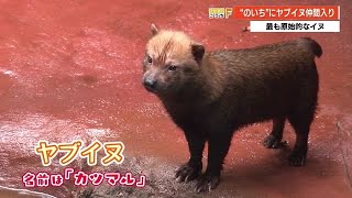 四国初公開！最も原始的なイヌ『ヤブイヌ』が兵庫からのいち動物公園に仲間入り【高知】 (21/06/11 19:40)