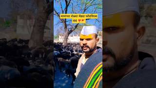 मामांच्या शेळ्या मेंढ्या फोंडशिरस #shorts #viral