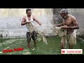 मंगूर मछली पालन जाल से निकलते देखो की कितना वजन का हो गया है yeah hybrid magur cement tenk fishing