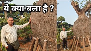 हमारे देश में अब नए पौधो की डिमांड होने लगीं है|| unique Plant 2025 ||