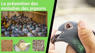 Disease prevention in pigeons