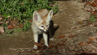 【動物園の動物】フェネック（埼玉県こども動物自然公園　Saitama Children's Zoo） 耳が長いキツネ