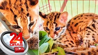 #KuyaKimAnoNa?: Visayan leopard cat o \