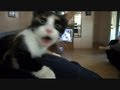 Cat In Heat Goes Crazy Cat In Heat Goes Crazy