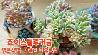 올망졸망 죠이스툴루커금 ㅎ 밝은색감의 다육이 관리하기