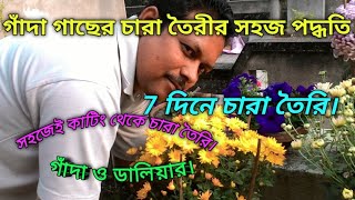 সহজেই কাটিং থেকে গাঁদা ও ডলিয়ার চারা তৈরি পদ্ধতি। how to grow Marigold and Daliya from cutting.