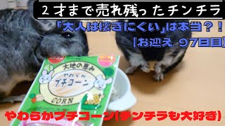 【97日目】２才のチンチラをお迎えしても懐いてくれるのか！？【やわらかプチコーンあげてみたら…】