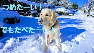 初雪で大はしゃぎの英国ゴールデンレトリバーギンちゃん(生後11ヶ月)