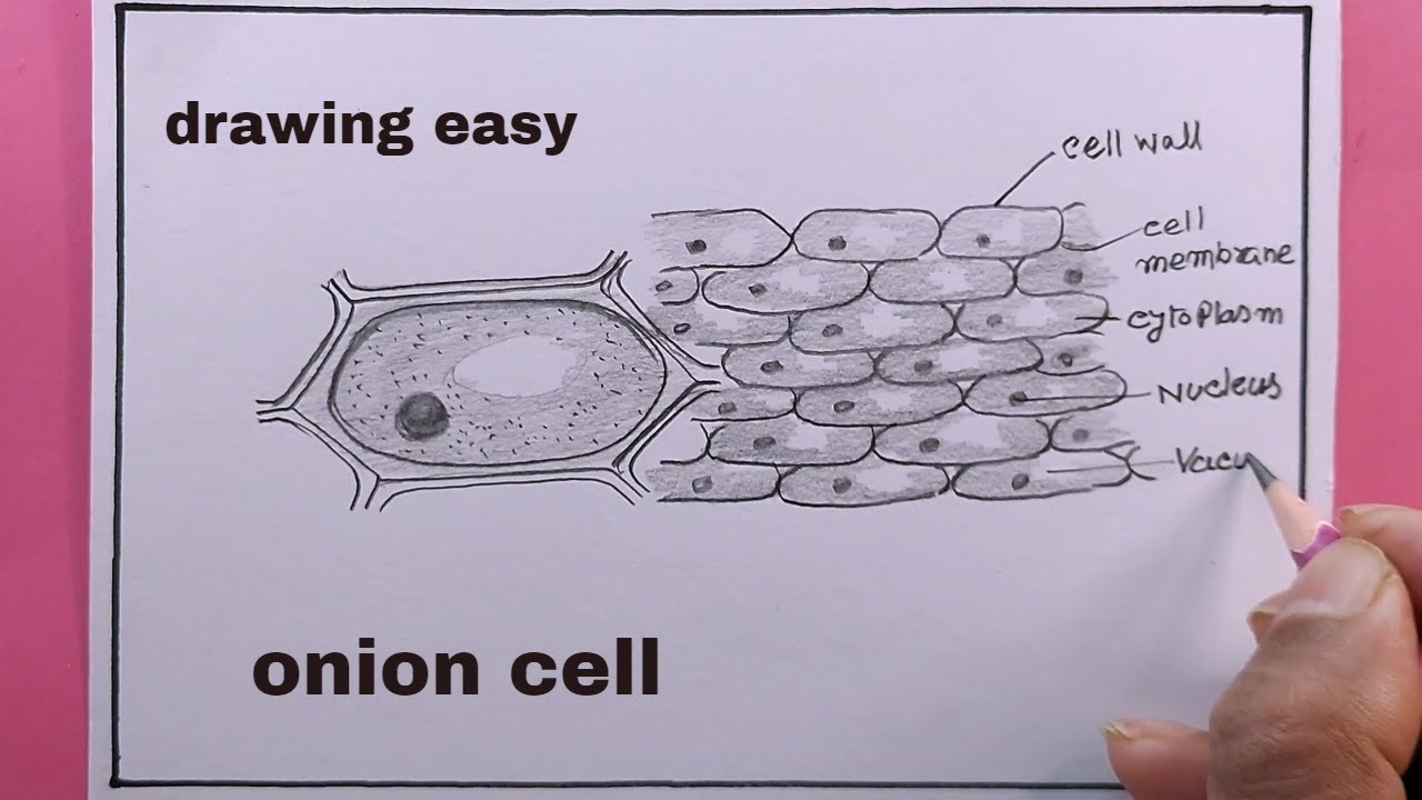 Onion Under A Microscope