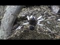 Leucorchestris arenicola the Dancing White Lady spider rehouse and care