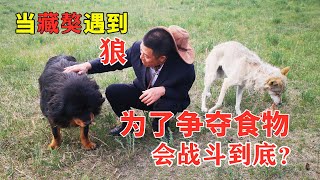 【狼王老郑】当藏獒遇到狼，为了争夺食物会战斗到底？最后一幕让人意外 | Are Tibetan Mastiffs afraid of wolves?