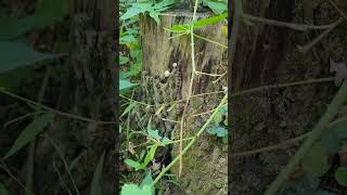 Lycoperdon perlatum - Common Pufball Mushrooms #shorts #nature #fungi