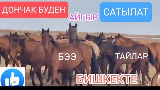 РОССИЯДАН КЕЛГЕН ЖЫЛКЫЛАР САТЫЛАТ ДОНЧАК БУДЕН БЭЭЛЕР ТАЙЛАР АТТАР БИШКЕК