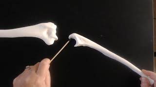Appendicular Skeleton Bones and Bone Markings or Structures for Practical Exam1