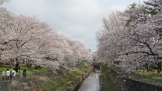 【Full HD】善福寺川緑地の桜