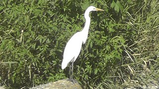 【鳥⑭】シラサギとカモとカメ　egret\u0026duck\u0026turtle【白鷺・鴨・亀】