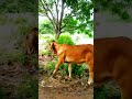 amazing facts gujurat gir cow at odisha ଗିର ଗାଈ ଓଡ଼ିଶା shorts @spandancreationodisha4533