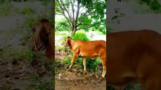 Amazing Facts Gujurat Gir Cow at Odisha ଗିର ଗାଈ ଓଡ଼ିଶା  #Shorts @spandancreationodisha4533