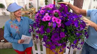 Phillip Watson Designs 6-Piece Easy Wave Petunia Live Plants on QVC