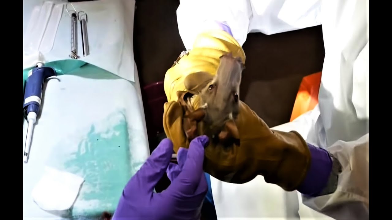 Reverend And The Makers Professor Pickles Fan Made Video Youtube Music