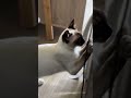 🐾 貓咪的專注力真的不得了！這次牠又在看什麼呢？😸 猜猜看，答案可能會讓你意想不到～快在下方留言吧！✨ cat 貓奴 貓咪影片 cute 可愛貓咪 貓 catlover