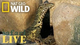 Safari Live - Day 86 | Nat Geo WILD