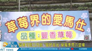 採果可到三月底 “莓好食光”草莓季周六登場20230221