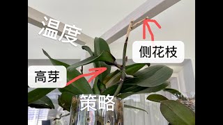 【20338】蝴蝶兰催生高芽的温度问题，遇到低温怎么办？//静姐说花517