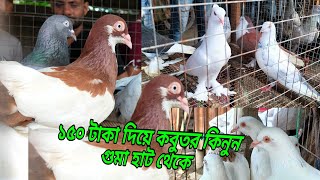 ১৫০ টাকা দিয়ে কবুতর কিনুন গুমা হাট থেকে #pigeons #kolkata