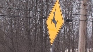 Deer crossing signs not needed?