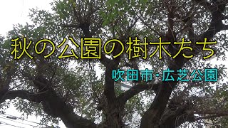 【広芝公園】落ち葉を踏んで秋の公園散歩。『公園に行ってみた』№031