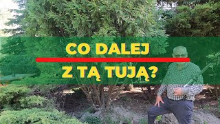 Co dalej z tą thuja?