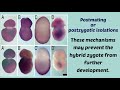 isolating mechanisms geographical premating and postmating or postzygotic isolations