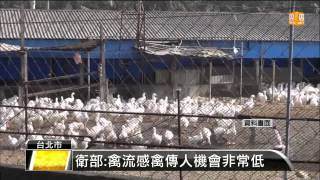 【2015.01.15】追蹤養禽場員 26人有流感症狀 -udn tv