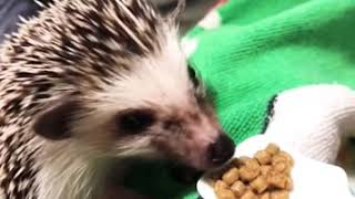 ハリネズミの食事シーン(音フェチ)