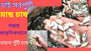 থাই সরপুঁটি মাছ চাষ পদ্ধতি | সরপুঁটি মাছের পোনা | সস্তায় মাছ চাষ করার নিয়ম | Thai Sorputi