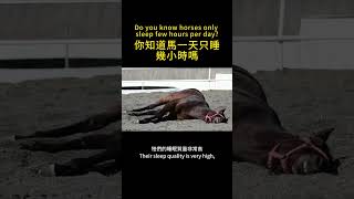 你知道馬一天只睡幾小時嗎？How long does a horse sleep a day?#shorts #animals #facts #sleep #動物#科