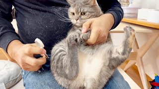 ねこもふ家最強おてんば猫ぎんちゃんの爪切り。