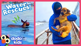Rescuers Brave Deep Water To Save Trapped Animals | Dodo Kids | Rescued!