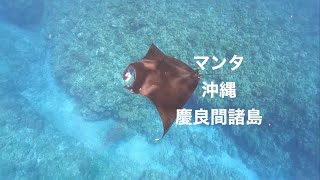 マンタ・ディーズパルス沖縄