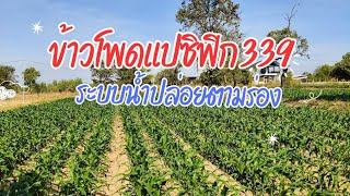 ปลูกข้าวโพดด้วยระบบน้ำปล่อยตามร่อง ปลูกมา 6 ปีไม่มีขาดทุน #ข้าวโพดเลี้ยงสัตว์