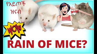 የእግዚአብሔር ቁጣ Mice Rain Down From Auger as Rodent Plague የአይጦች ዝናብ የእግዚአብሔር   መቅሰፍት NSW Government