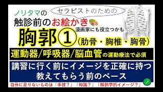 胸郭①　理学療法士が描く肋骨