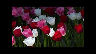Tulip Flowers 2 Hours Relaxation Video Skagit Valley Tulip Festival in WA State Episode 1