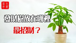 【植物風水】發財樹放在哪裡最招財？放對地方財源滾滾，一整年都有好財運！