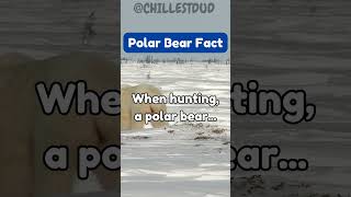 When hunting a polar bear... #polarbear #cold #ice #facts #polarbearfacts