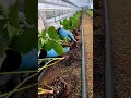 greenhouse strawberry cultivation techniques